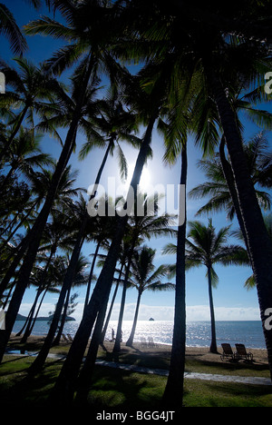 Palm Cove North Queensland Australie Banque D'Images