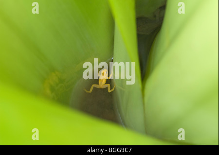 Golden Poison-Dart Frog (Colostethus beebei) vit et se reproduit exclusivement sur les broméliacées terrestres géantes (Brocchinia micrantha) Banque D'Images