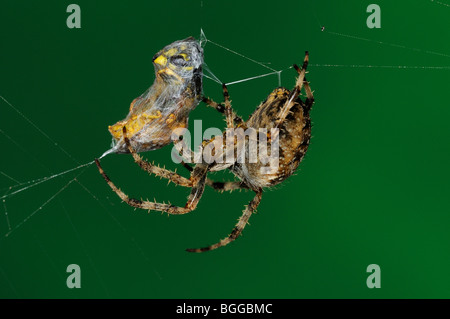 Jardin Spider Araneus diadematus (ORB) dans web avec pris wasp, Oxfordshire, UK. Banque D'Images