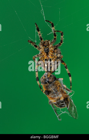 Jardin Spider Araneus diadematus (ORB) capturé avec fly in web, Oxfordshire, UK. Banque D'Images