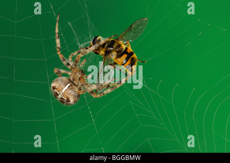 Jardin Spider Araneus diadematus (ORB) dans web avec pris hoverfly, Oxfordshire, UK. Banque D'Images
