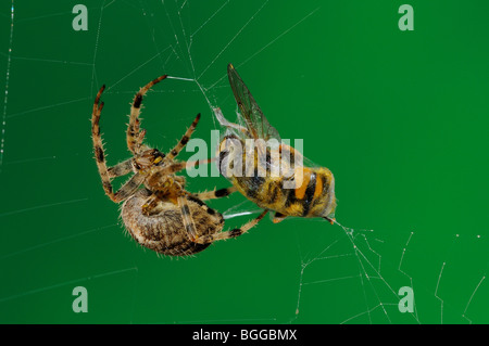 Jardin Spider Araneus diadematus (ORB) dans la capture web hoverfly, Oxfordshire. Banque D'Images