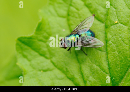 Greenbottle Fly (Lucilia caesar) reposant sur la feuille, l'Oxfordshire, UK. Banque D'Images