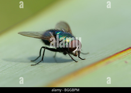 Greenbottle Fly (Lucilia caesar) Oxfordshire, UK. Banque D'Images