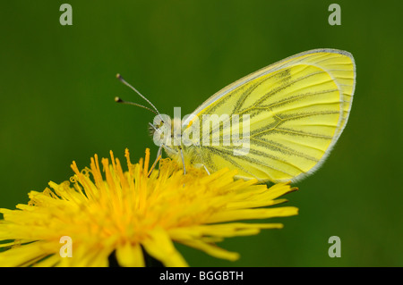 Papillon blanc veiné de vert (Pieris napi) reposant sur des fleurs de pissenlit, Oxfordshire, UK. Banque D'Images