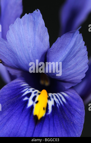 Fleur d'Iris (Iris sp.) Gros plan de fleur bleue, Oxfordshire, UK Banque D'Images