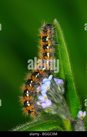 Jersey Tiger Moth (Euplagia quadripunctaria) Caterpillar se nourrissant de forget-me-not, feuilles en captivité. Banque D'Images