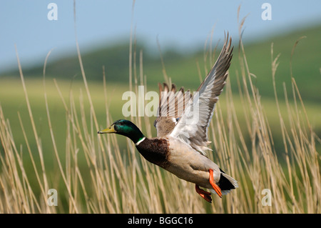 Canard colvert (Anas platyrhynchos) hommes prenant de vol de roselière, Oxfordshire, UK. Banque D'Images