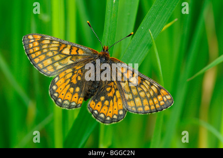 Marsh Fritillary Butterfly (Eurodryas aurinia) reposant sur le brin d'herbe, Oxfordshire, UK. Banque D'Images