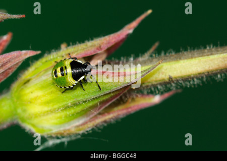 Green Shield Bug (Palomena prasina) nymphe immature en appui sur bouton floral, Oxfordshire, UK. Banque D'Images