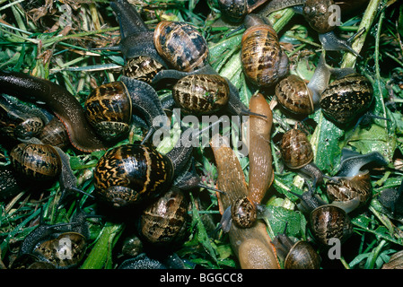 Helix aspersa (escargot) groupe sur un tas de compost dans un jardin de nuit allaitement, en compagnie de limaces (Arion ater) UK Banque D'Images