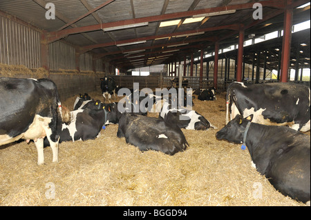 Les vaches laitières dans une grange Banque D'Images