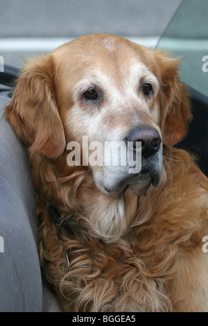 Golden Retriever (Canis lupus familiaris), vieux chien dans une voiture. Banque D'Images