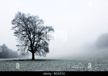 Arbre de chêne dans le brouillard en paysage d'hiver Banque D'Images