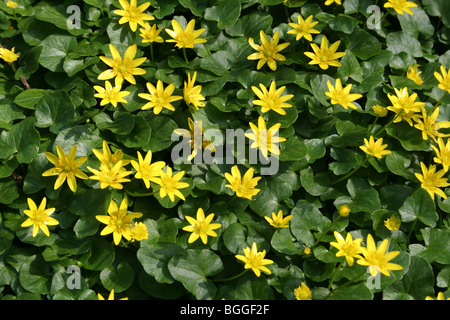 Chélidoine, moindre chélidoine, Pilewort (Ranunculus ficaria), la floraison. Banque D'Images