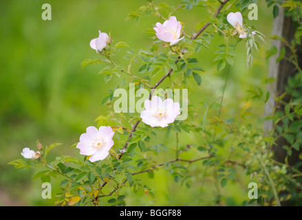 Blooming dog rose, close-up Banque D'Images