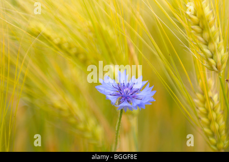 Le bleuet dans un champ de céréales, close-up Banque D'Images