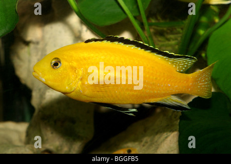 Cichlidé jaune électrique (Labidochromis caeruleus). Banque D'Images