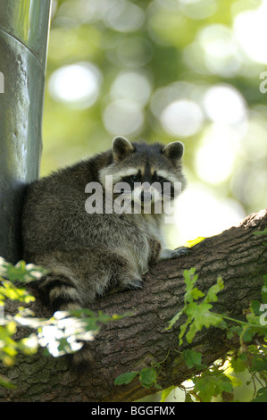 Le raton laveur (Procyon lotor) assis sur un tronc d'arbre, face à huis clos Banque D'Images