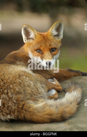 Le renard roux (Vulpes vulpes), face caméra, close-up Banque D'Images