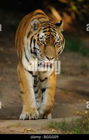 Tigre de Sibérie, Panthera tigris altaica Banque D'Images