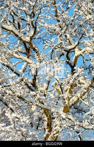 L'impact de vingt centimètres de neige sur un chêne dans l'East Sussex Banque D'Images