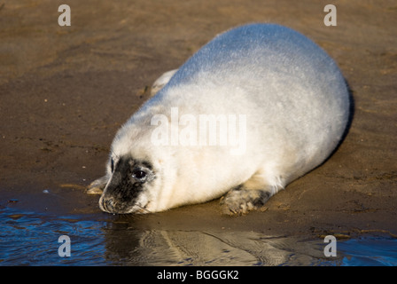 Un jeune phoque gris Halichoerus grypus sur une barre de sable au Donna Nook, Lincolnshire, Angleterre, RU Banque D'Images