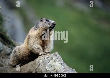 Marmotte des Alpes (Marmota marmota) assis sur une pierre, le Parc National du Hohe Tauern, l'Autriche, close-up, front view Banque D'Images