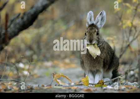 Les lièvres (Lepus americanus) Feuilles d'alimentation, Denali National Park, USA, front view Banque D'Images