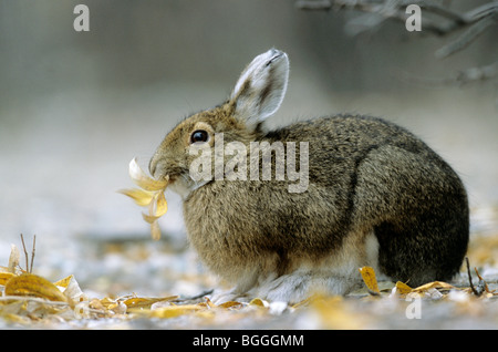 Les lièvres (Lepus americanus) Feuilles d'alimentation, Denali National Park, USA, side view Banque D'Images