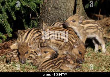 Le sanglier (Sus scrofa) reposant à côté d'un tronc d'arbre, Schleswig-Holstein, Allemagne, close-up Banque D'Images