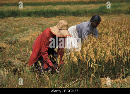 Les agriculteurs de la récolte du riz, au Sri Lanka Banque D'Images