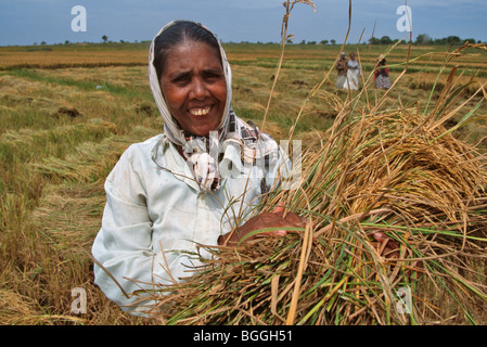Les agriculteurs de la récolte du riz, Mambamtota, Sri Lanka Banque D'Images