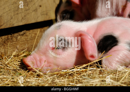 Stock photo de nouveau né Gloucester vieux spot porcelet. Banque D'Images