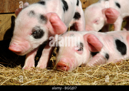 Stock photo de nouveau né Gloucester vieux spot porcelet. Banque D'Images