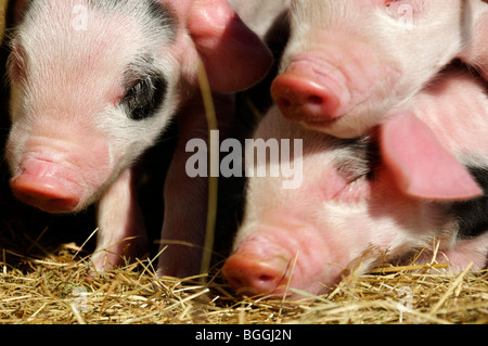 Stock photo de nouveau né Gloucester vieux spot porcelet. Banque D'Images