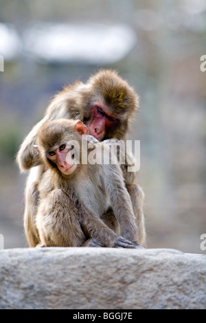 Deux macaques japonais (Macaca fuscata), Beppu, Japon Banque D'Images