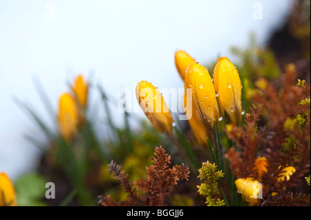 Crocus jaune sur Waterdrops fleurs, close-up Banque D'Images