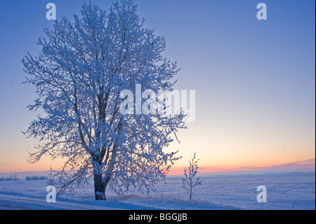 Une image prise au coucher du soleil d'hiver dans les régions rurales de l'Alberta Canada Banque D'Images