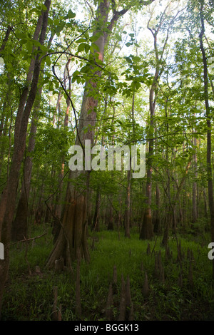 Arbres de la forêt, Congaree National Park, près de Columbia, Caroline du Sud, États-Unis d'Amérique Banque D'Images