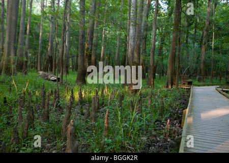 Chemin de la promenade à travers la forêt de Congaree National Park, près de Columbia, Caroline du Sud. Banque D'Images