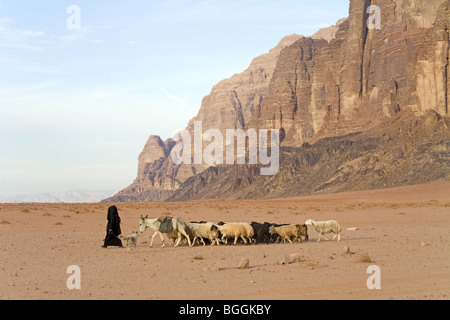 Bédouine avec troupeau de moutons, Wadi Rum, Jordanie Banque D'Images