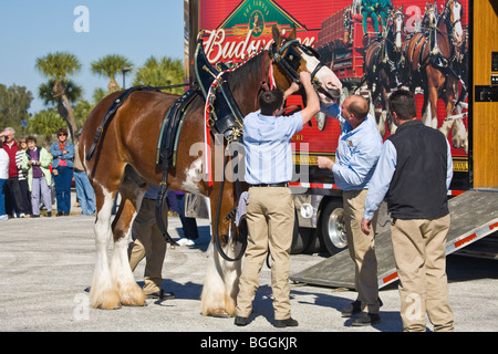 Budweiser Clydesdale chevaux en préparation pour parade Banque D'Images