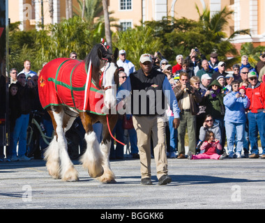 Budweiser Clydesdale chevaux en préparation pour parade Banque D'Images