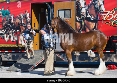 Budweiser Clydesdale chevaux en préparation pour parade Banque D'Images