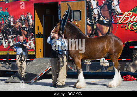 Budweiser Clydesdale chevaux en préparation pour parade Banque D'Images