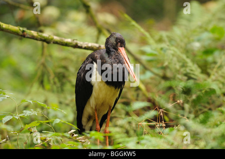 La cigogne noire (Ciconia nigra) Comité permanent dans les sous-bois, forêt de Bavière, Allemagne Banque D'Images