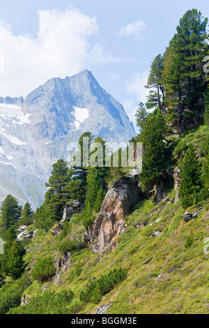 Swiss les pins (Pinus cembra) sur une pente en Alpes de Zillertal, Tyrol, Autriche, high angle view Banque D'Images