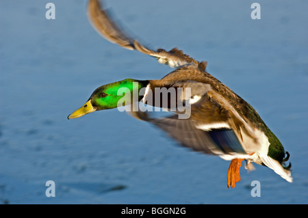 Canard colvert mâle adulte sur l'atterrissage d'un lac Banque D'Images