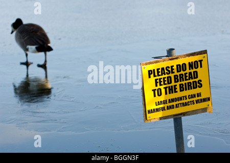 La bernache du Canada adultes en quête de nourriture tout en marchant sur un lac gelé et un panneau "Merci de ne pas nourrir de pain pour les oiseaux." Banque D'Images